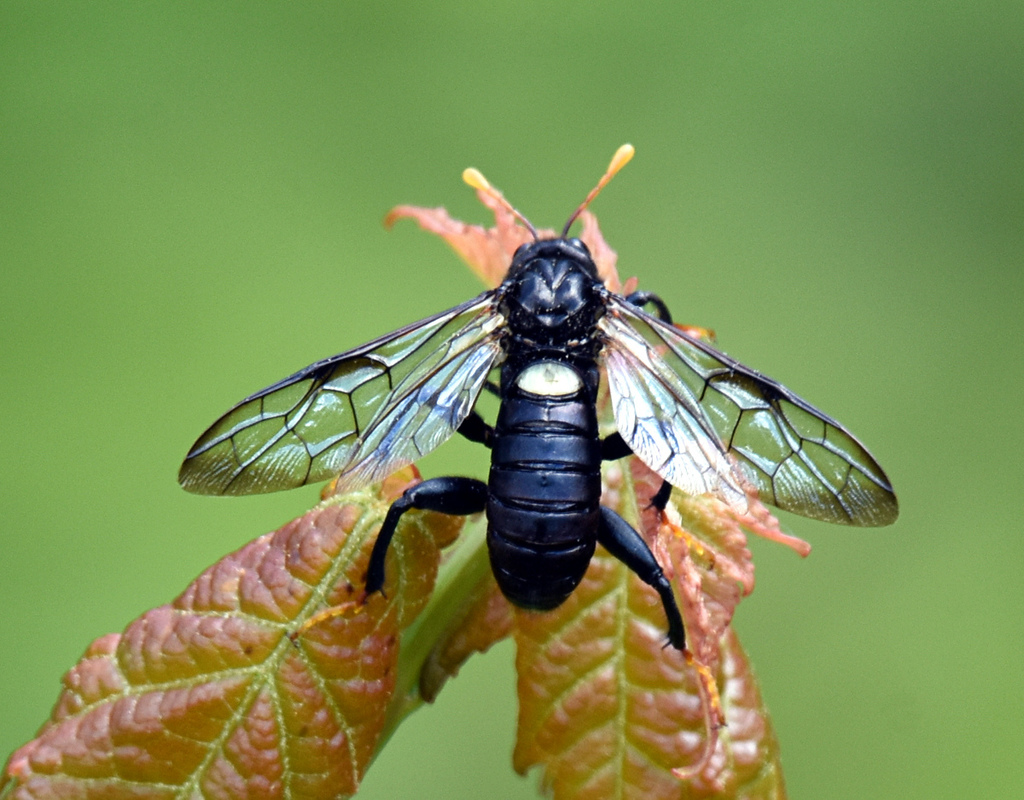 Elm sawfly (Cimbex americanus)
