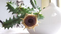 Huernia zebrina