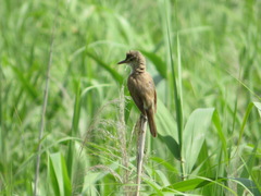 Acrocephalus orientalis