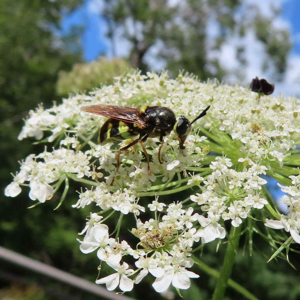 Stratiomys lativentris