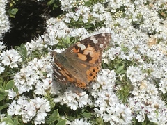 Vanessa cardui