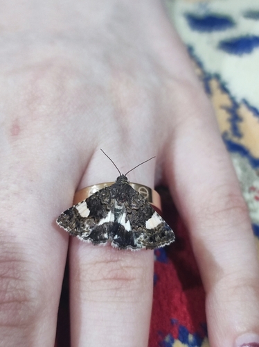 Four-spotted Moth