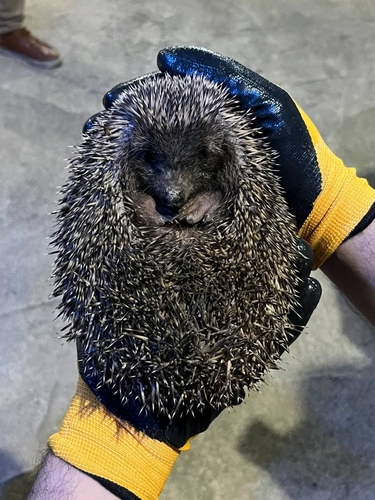 Southern White-breasted Hedgehog