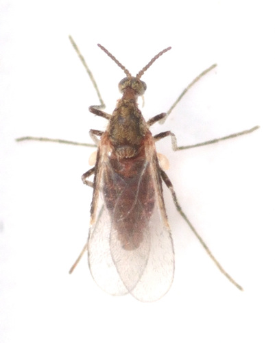 Gall midge