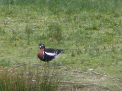 Branta ruficollis