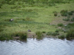 Branta ruficollis