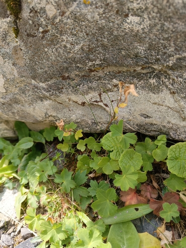 Image of Saxifraga sibirica by (c) Maria Kohanovskaya, some rights reserved (CC BY)
