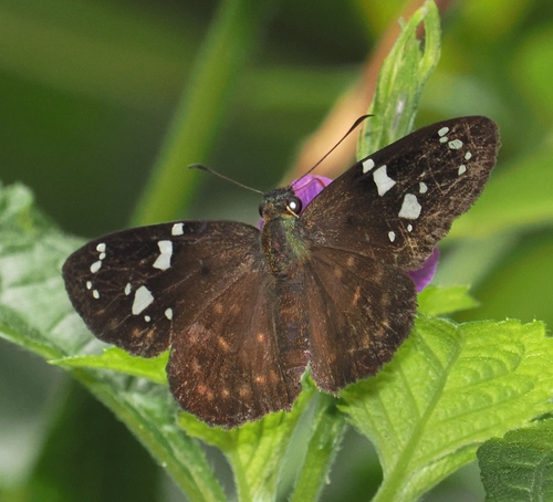 Celaenorrhinus shema