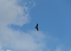 Milvus migrans lineatus