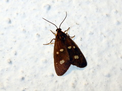 Dysauxes famula