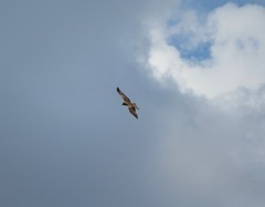 Milvus migrans lineatus