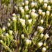 Phylica levynsiae - Photo (c) Nick Helme, some rights reserved (CC BY-SA), uploaded by Nick Helme