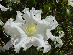 Rhododendron veitchianum, photograph (c) Bob, some rights reserved (CC BY)