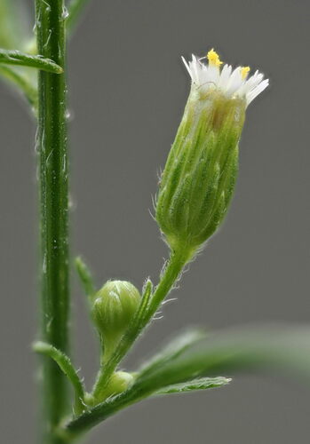 Kanadinė konyza nuotrauka