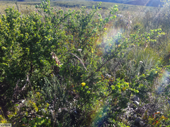 Aspalathus securifolia