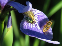 Parhelophilus laetus