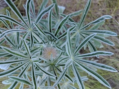 Lupinus leucophyllus