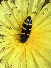 Acmaeodera quadrifasciata quadrifasciata