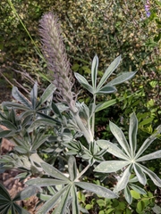 Lupinus leucophyllus