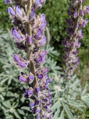 Lupinus leucophyllus