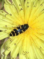 Acmaeodera quadrifasciata quadrifasciata