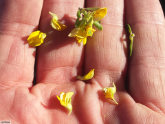 Aspalathus securifolia