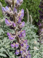 Lupinus leucophyllus