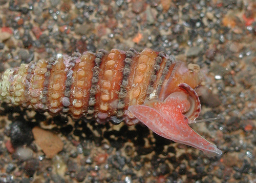 Mastonia cingulifera observed 2002-04-04