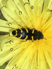 Acmaeodera quadrifasciata quadrifasciata