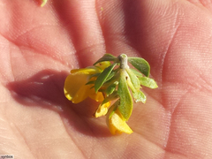 Aspalathus securifolia