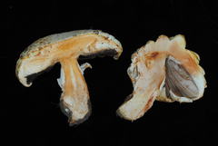 Agaricus crocodilinus