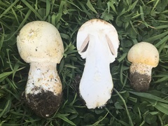 Agaricus crocodilinus