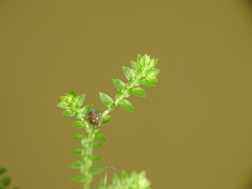 Image of Selaginella eclipes by no rights reserved