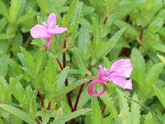 Impatiens chinensis