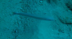 Malacanthus plumieri