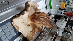 Tricholoma subannulatum