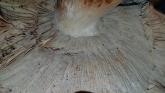 Tricholoma subannulatum
