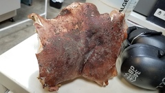 Tricholoma subannulatum
