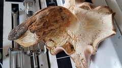 Tricholoma subannulatum