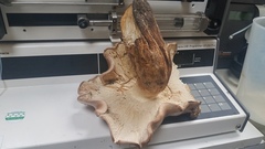 Tricholoma subannulatum