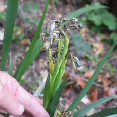 Iris foetidissima