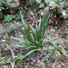 Iris foetidissima