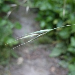 Festuca subulata