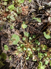 Claytonia rubra rubra
