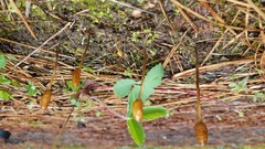 Galeropsis polytrichoides