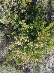 Erica melanthera