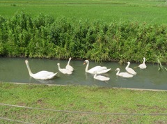 Cygnus olor