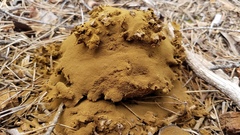 Calbovista subsculpta