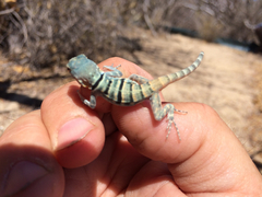 Petrosaurus thalassinus