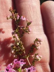 Erica melanthera